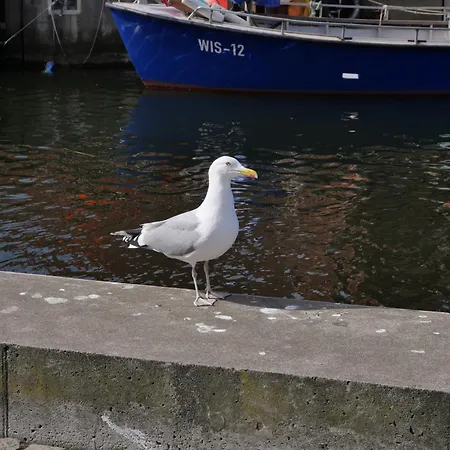 Witten B Im Gotischen Vinhus